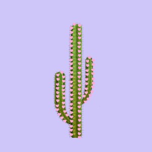 4. cactus del amor
